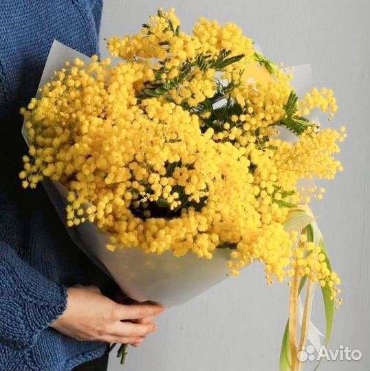 Мимоза предзаказ рузаевка