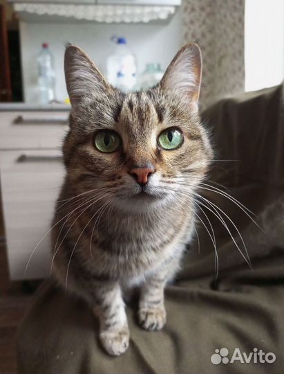 Кошка Бася с зелёными глазами