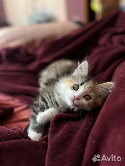 Отдадим кошечку в добрые руки