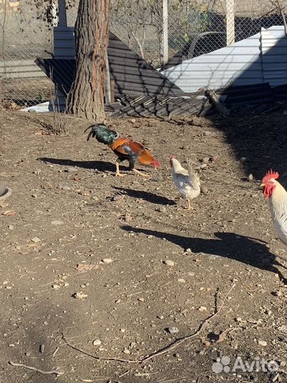 Бойцовые петухи