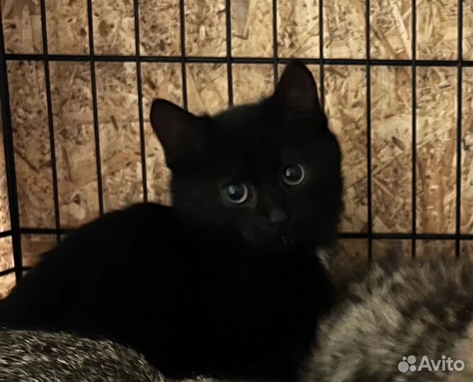 Котята в добрые руки бесплатно