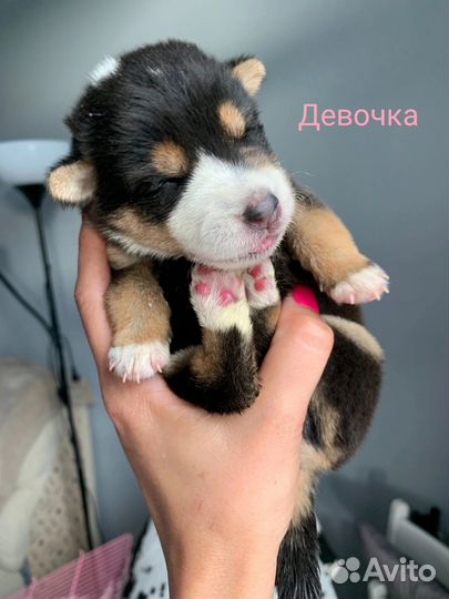 Щенки