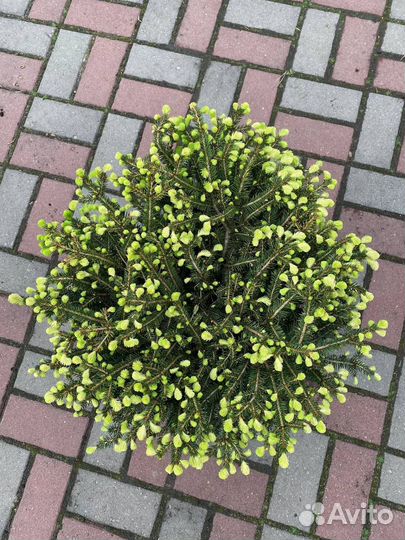 Ель Нидиформис