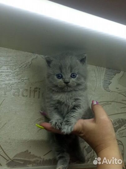 Британские котята