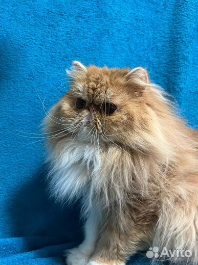 Персидская