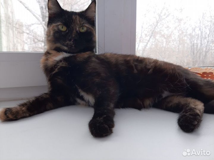 Кошка в дар