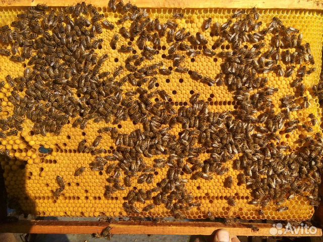Пчелы пчело�пакеты