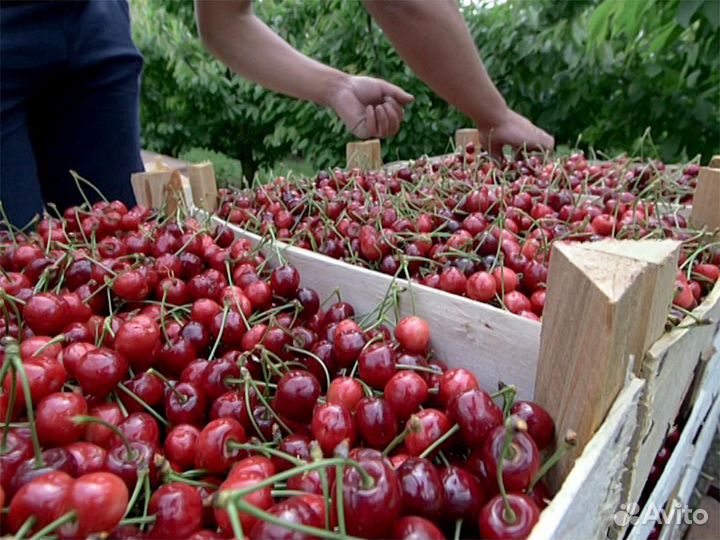 Сборщик черешни вахта с 3-раз питанием Крым
