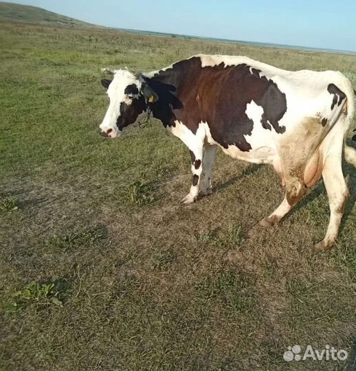 Корова дойная