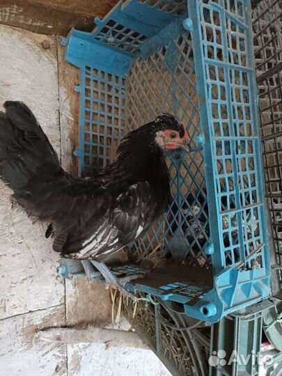 Петушок карликовый Бентамка