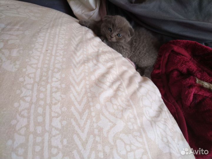 Британская кошка