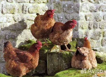 Куры молодки несушки