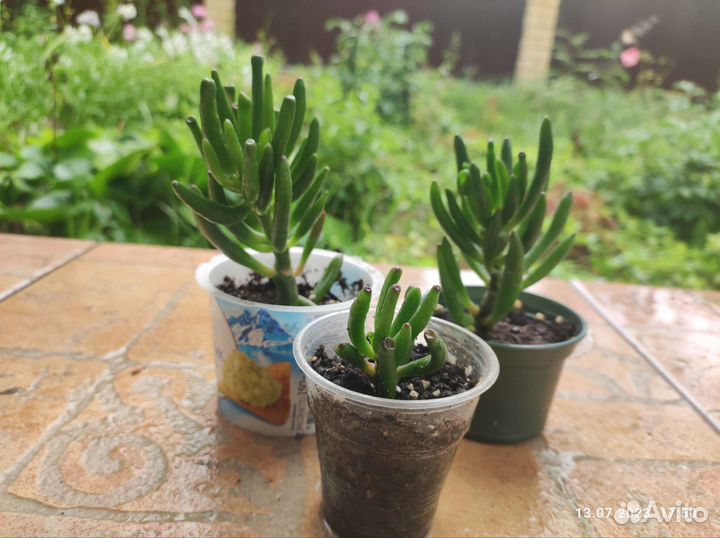 Крассула / толстянка / Корал/Овата/денежное дерево