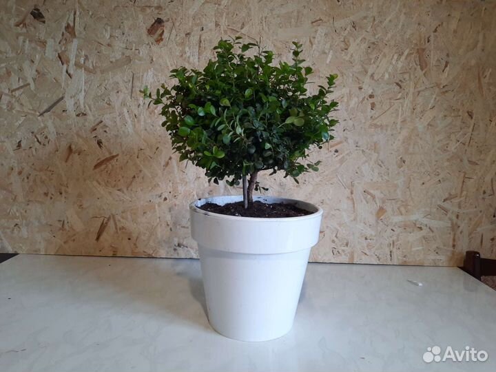 Мирсина африканская с гарантией