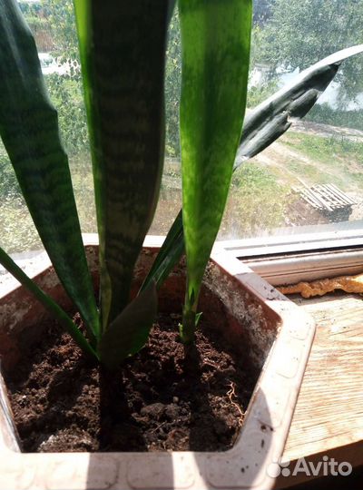 Сансевиерия