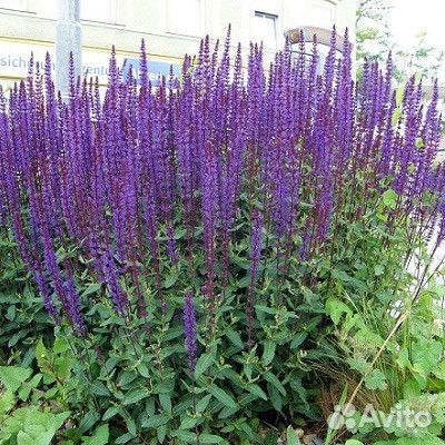 Котовник Шалфей Гелениум