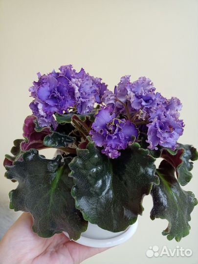 Сортовая фиалка Blue dragon