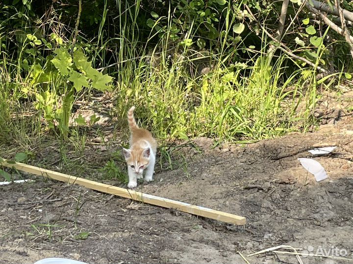 Подарите шанс на жизнь рыжим солнышкам