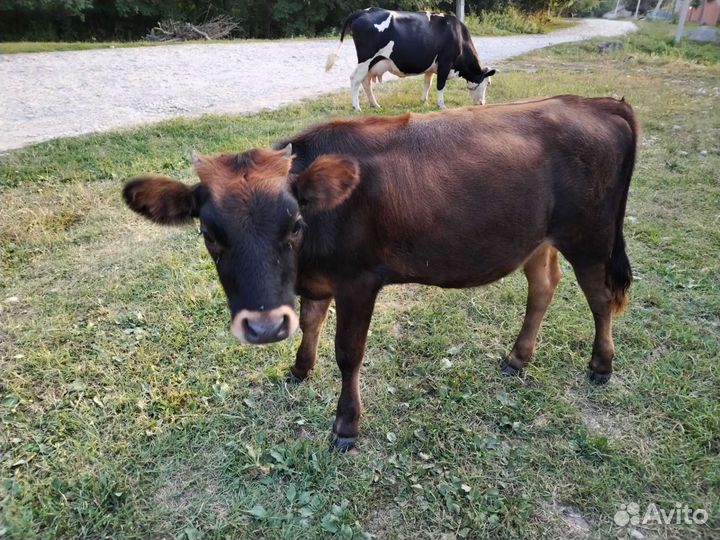 Корова телка