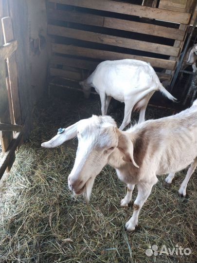 Коза нубийская