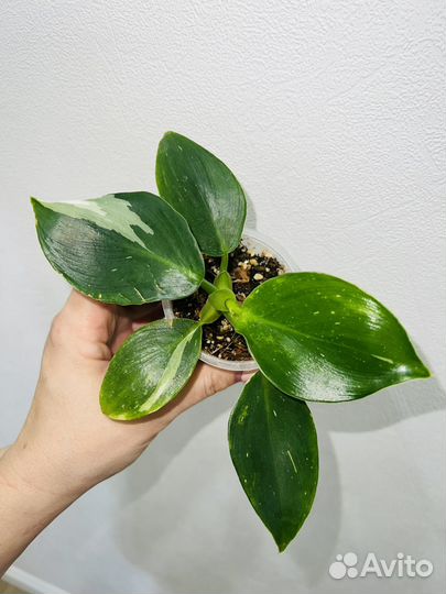 Филодендроны