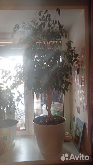 Фикус бенджамина