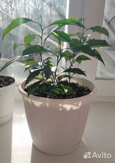 Мандариновое дерево