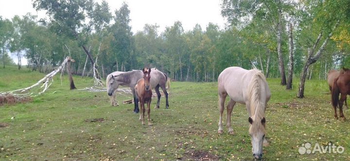 Кобылы с жеребятами