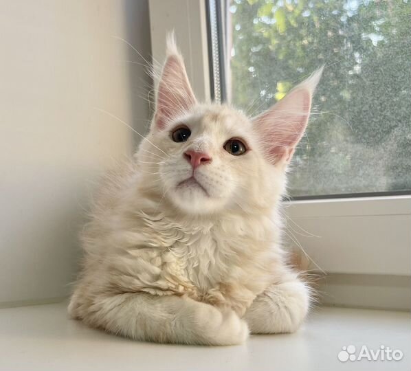 Котята мейн-кун