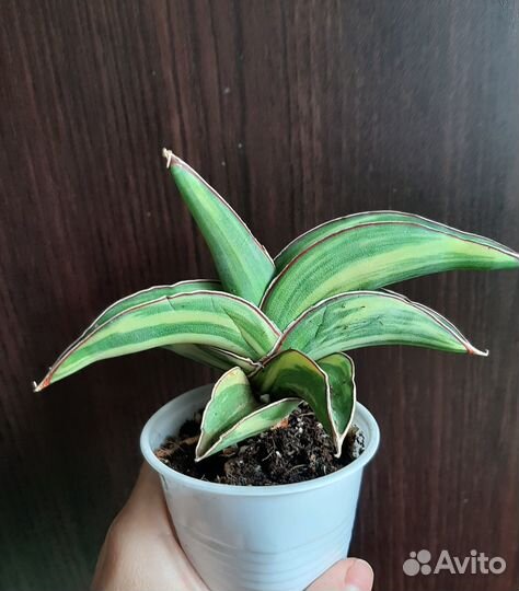 Сансевиерия robusta yellow var
