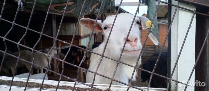 Молочные козы