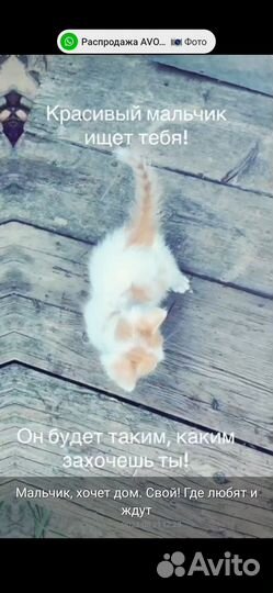 Отдам в хорошие руки котенка