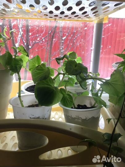 Бегония вечноцветущая