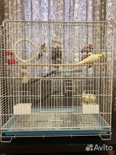 Попугай корелла с большой клеткой