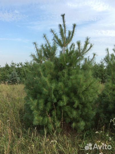 Сосна Веймутова