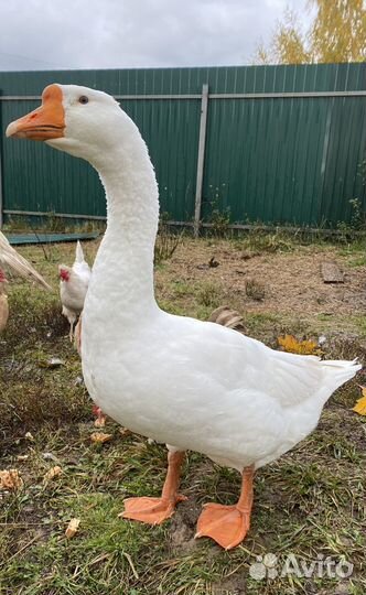 Гусак породы Линда взрослый