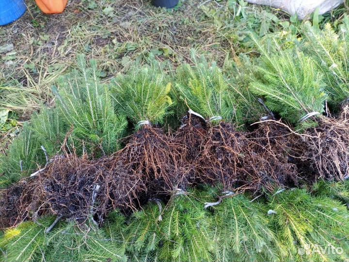 Сеянцы сосны, ели окс