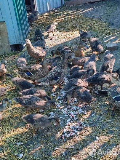 Утки подсадные для охоты