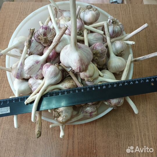 Чеснок