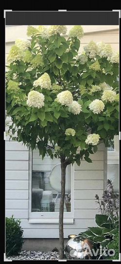 Гортензия метельчатая на штамбе