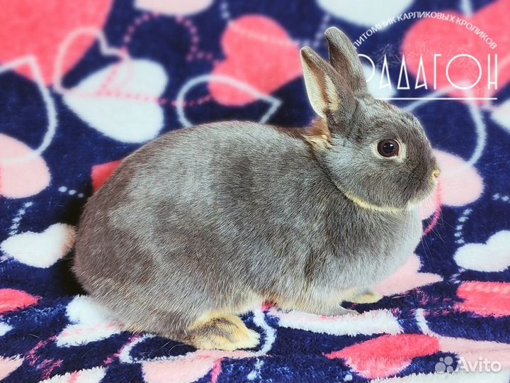 Карликовые кролики из племенного питомника