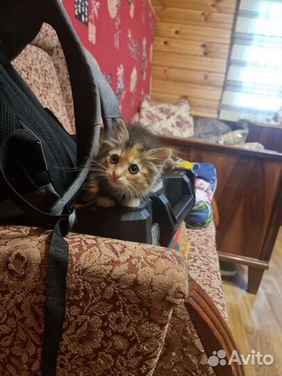 Котёнок в добрые руки