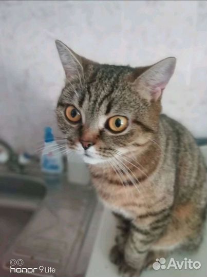 Тесси в добрые руки
