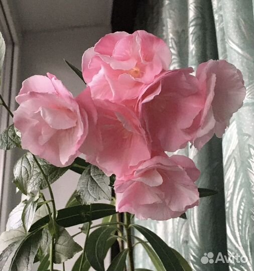 Олеандр розовый, махровый