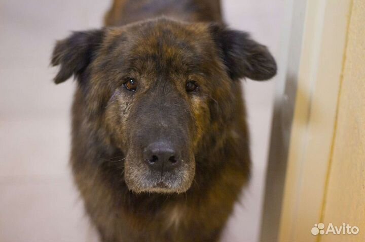 Пёс Барсик ищет дом