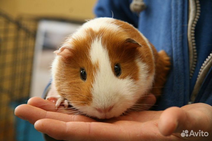 Морская свинка