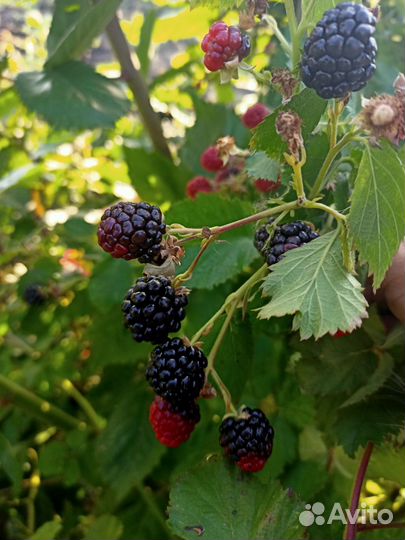 Саженцы ежевики бесшиповной