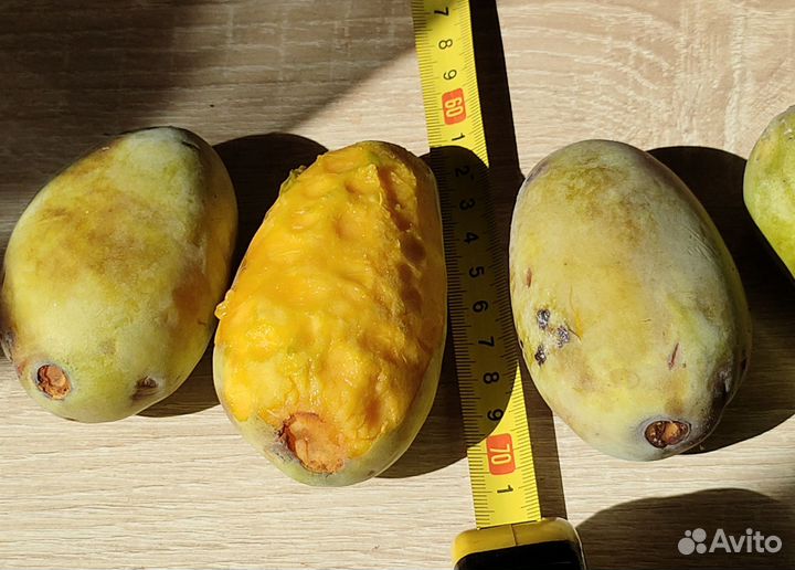 Азимина саженцы