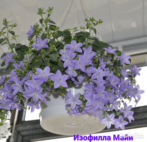 Кампанула(жених )