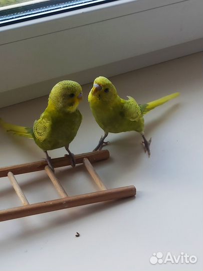 Птенцы волнистых попугайчиков